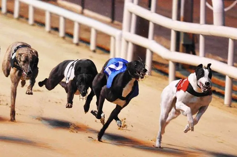 Bí Kíp Chơi Đua Chó Onbet Bất Bại Từ Cao Thủ 2025 1 Bí Kíp Chơi Đua Chó Onbet Bất Bại Từ Cao Thủ 2025